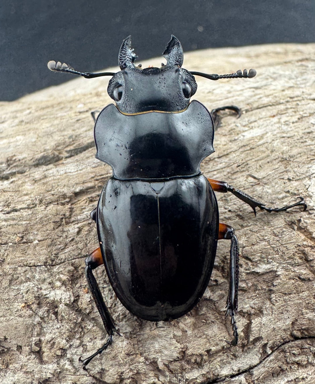 【WD】《インペリアリスツヤ亜種komorii バタラザ産 62mm ペア》