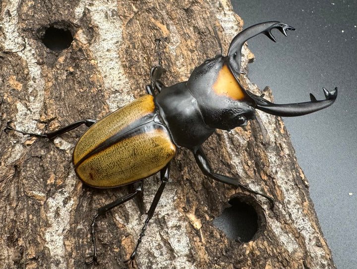 【WD】《ラコダールツヤクワガタ ブラスタギ産 76mm ペア》