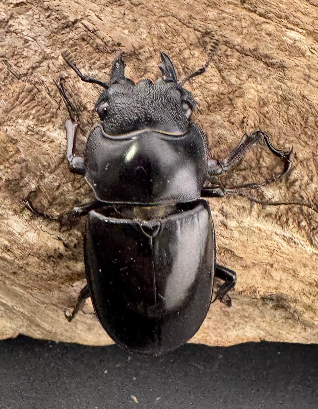 【WF1】《セアカフタマタ（パリーフタマタ） 71mm ♂♀♀トリオ》