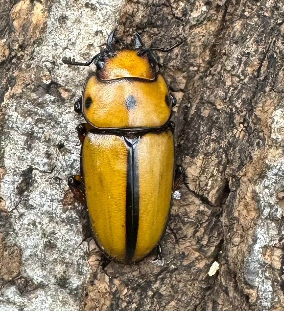 【WD】《ミンダナオ産オキピタリスノコギリ 44.5mm ペア》