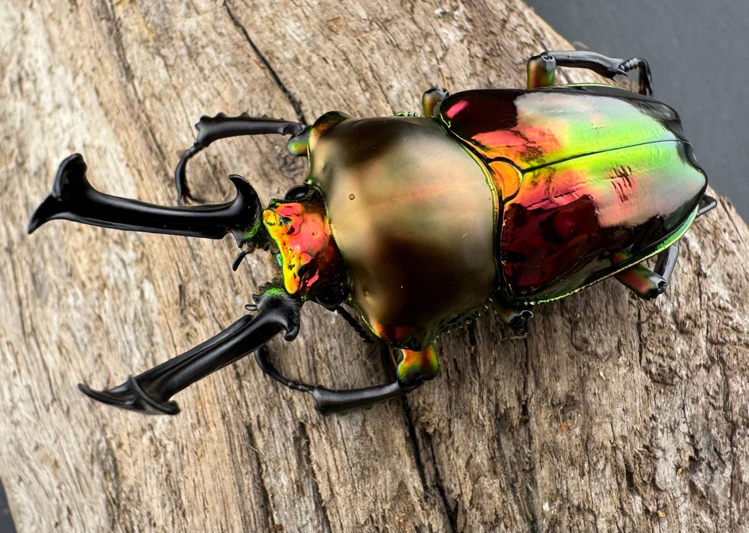 《ニジイロクワガタ 60.5mm ペア》