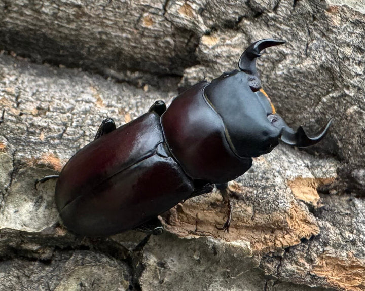 【WD】《ラティオキナティブスコクワ ssp. チベット産 28mm ♂♀♀トリオ》