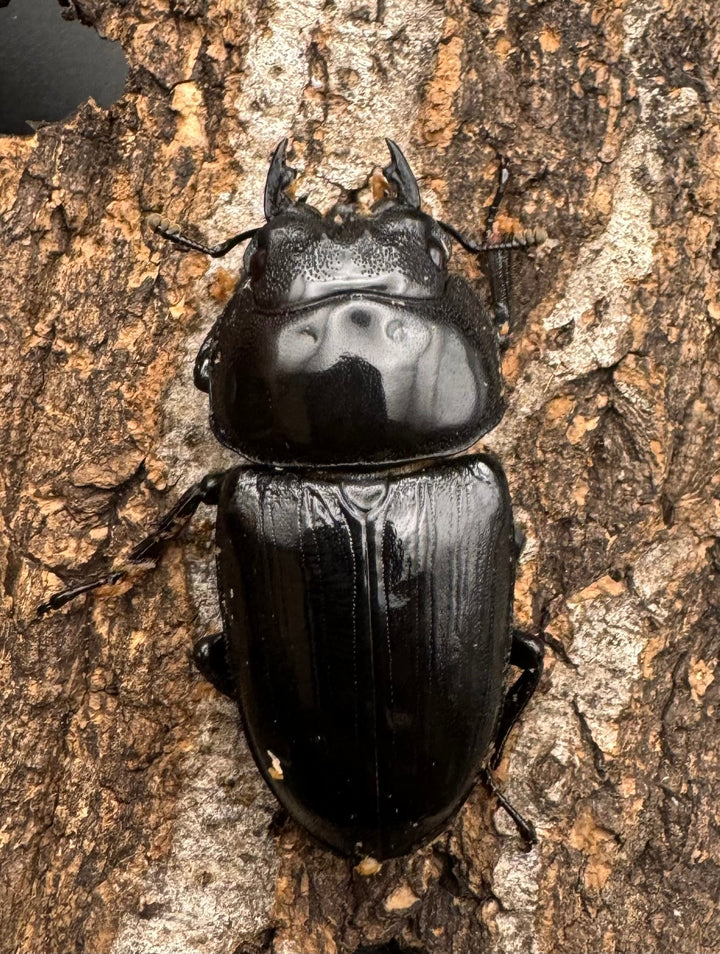 《オオクワガタ TT川西血統 53mm ♀単》ヒート氏ブリード個体