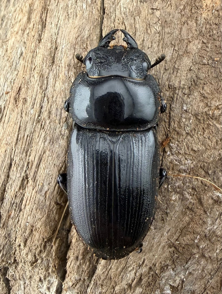 【F0】《国産オオクワガタ 茨木市産 64.5mm ♂♀♀トリオ》
