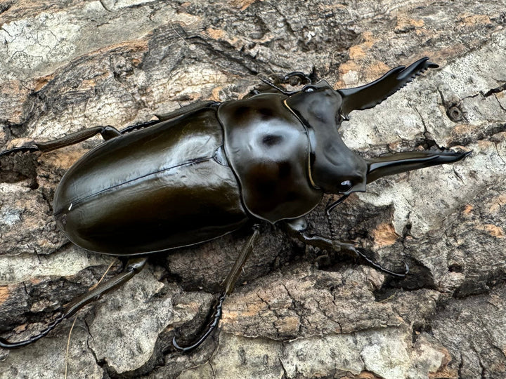 《ババオウゴンオニクワガタ 70mm ペア》