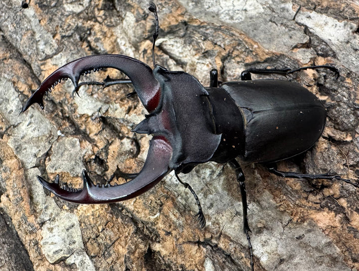 《ユダイクスミヤマ 68mm ペア》