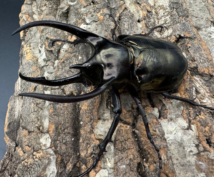 【WD】《ミンダナオアトラスオオカブト 88mm ペア》