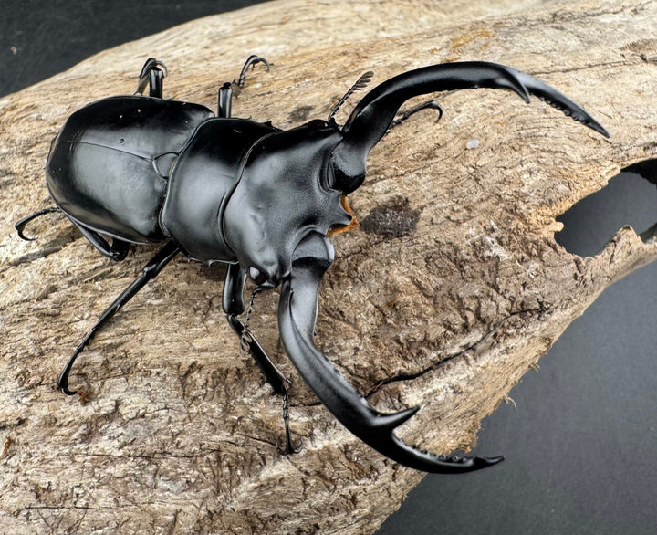 【WD】《ウエストウッディ亜種カズミアエ 雲南省産 72mm ペア》