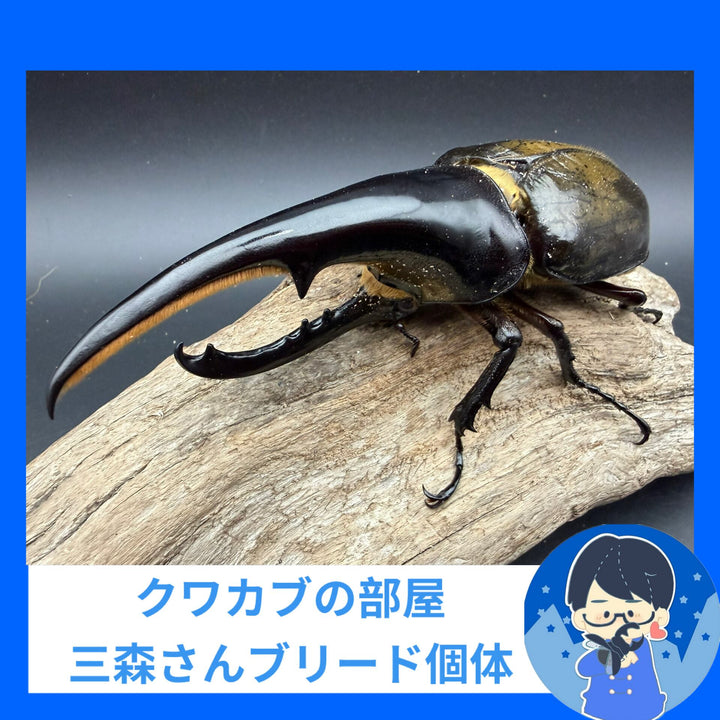 極太系《ヘラクレス・ヘラクレス 148.5mm ペア》クワカブの部屋三森氏ブリード個体