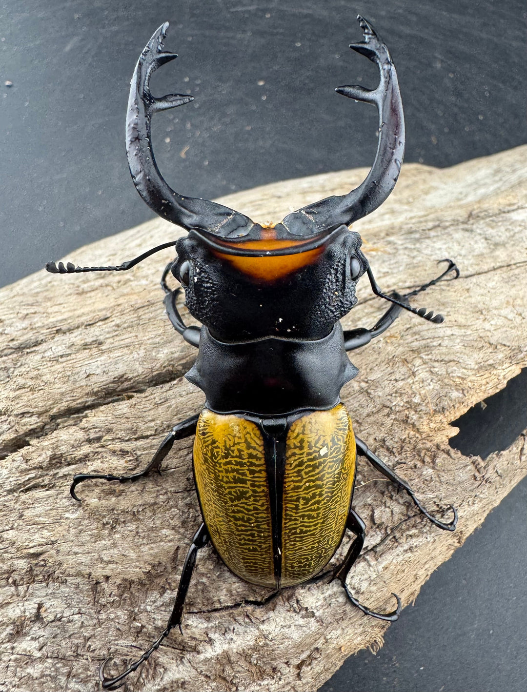 【WD】《スペクタビリスツヤクワガタ 76mm ペア》