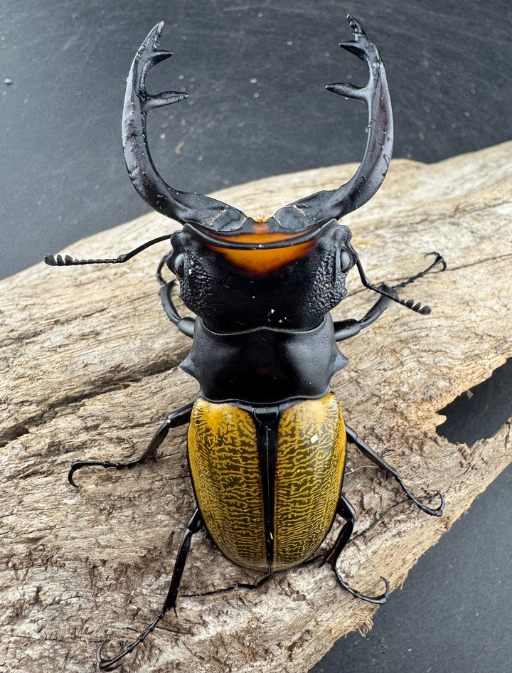 【WD】《スペクタビリスツヤクワガタ 76mm ペア》