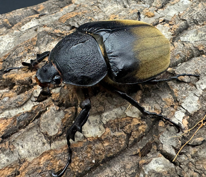 《ギアス ルンバッシャー 98mm ペア》