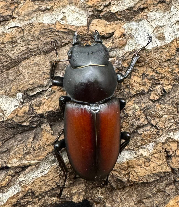 【WD】《マクレイコクワ 57mm ♂♀♀トリオ》