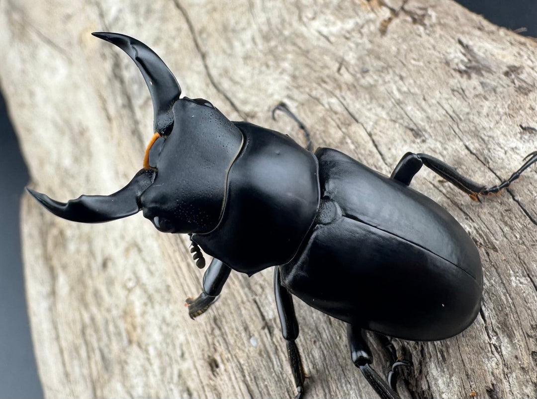 【WD】《ブラナウンコクワ 福貢県産 40mm ペア》