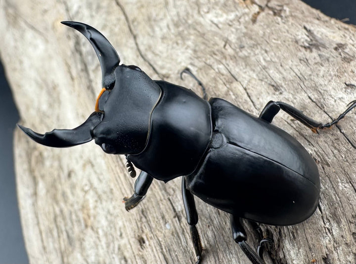 【WD】《ブラナウンコクワ 福貢県産 40mm ペア》