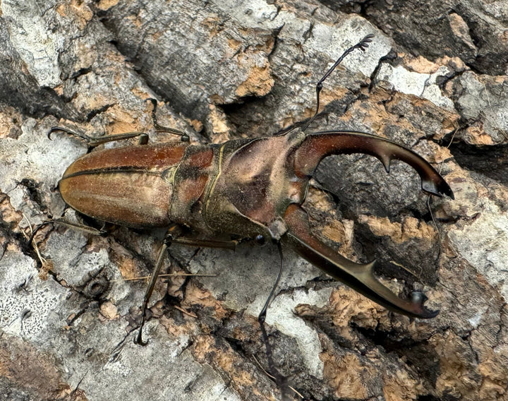 【WD】《ズベールホソアカ 51mm ペア》