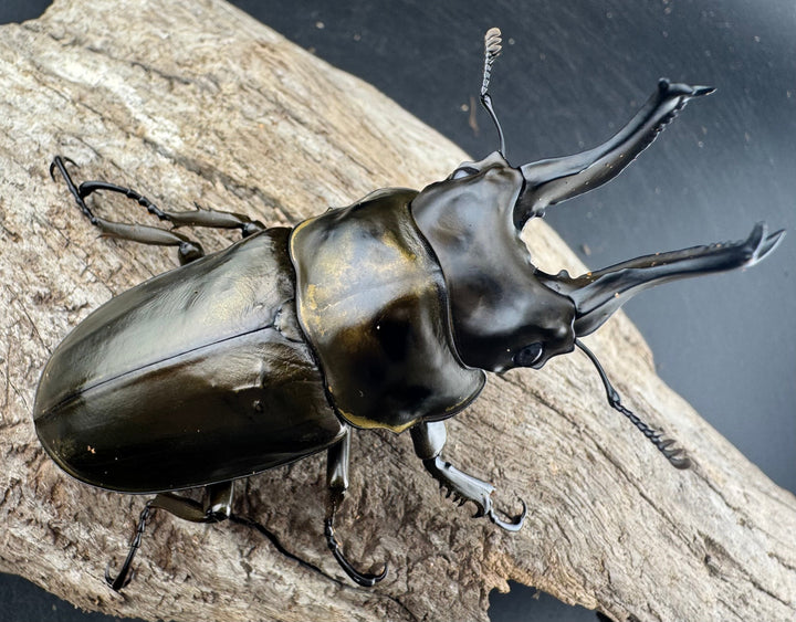 【F0】大型《ローゼンベルグオウゴンオニクワガタ 75.5mm ペア》