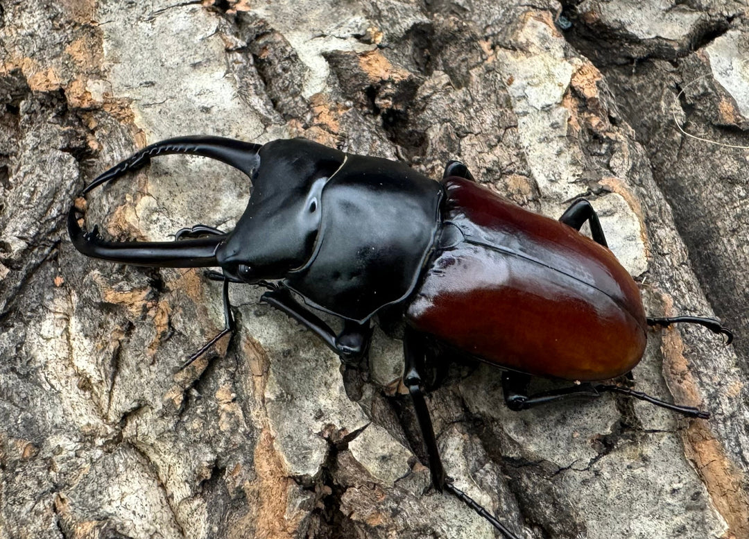 【WF2】《アローコクワ亜種リエン 70mm ♂♀♀トリオ》