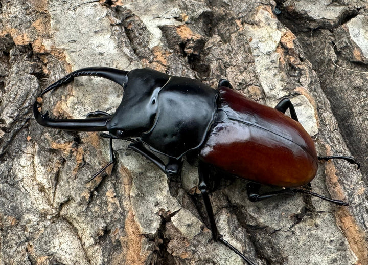 【WF2】《アローコクワ亜種リエン 70mm ♂♀♀トリオ》