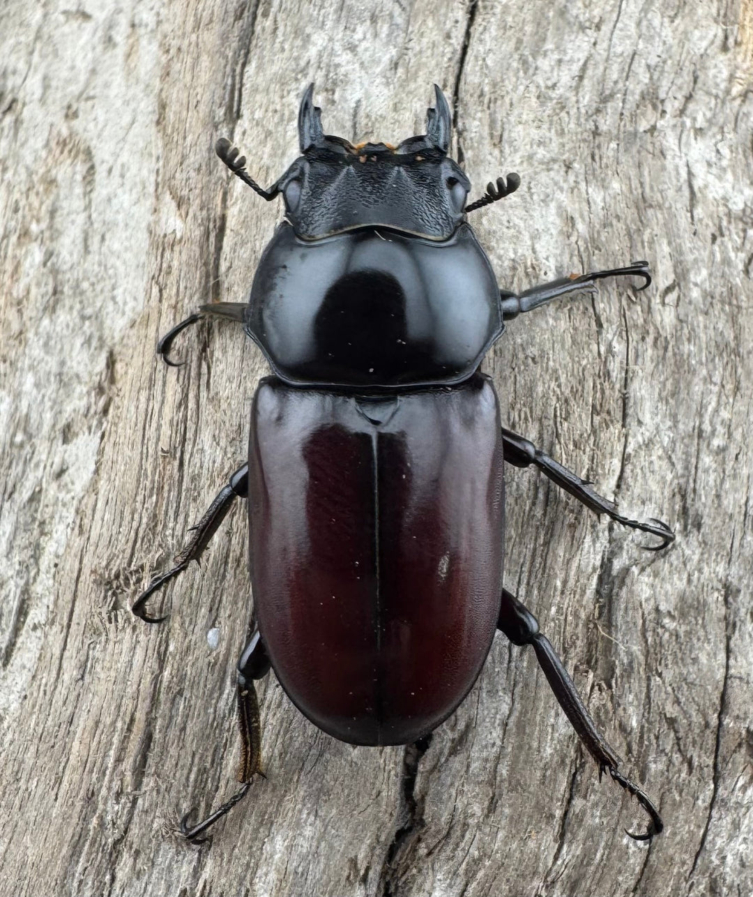 【WD】《アローコクワ原名亜種 臨滄市産 48mm ペア》