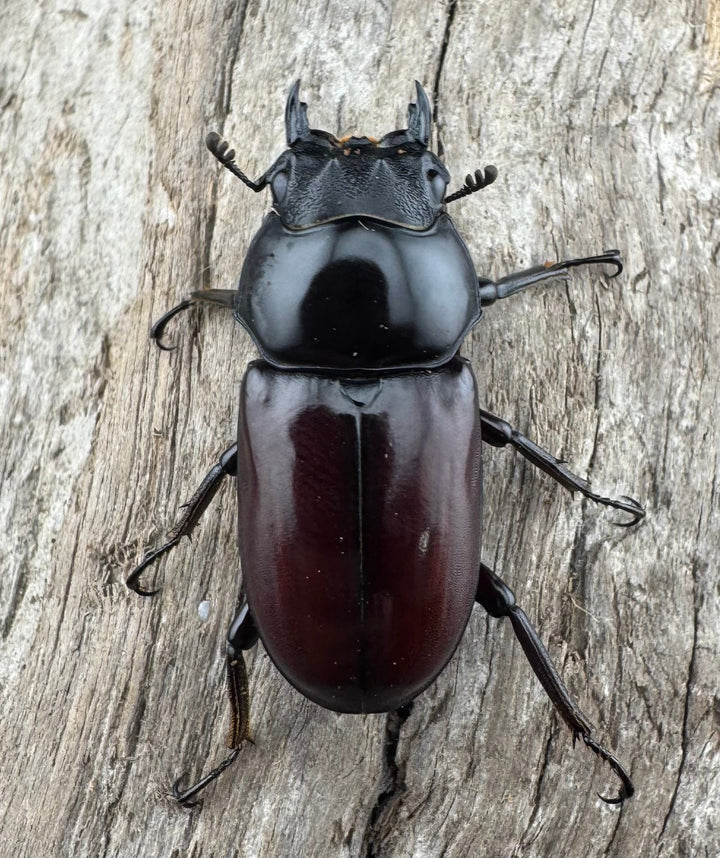 【WD】《アローコクワ原名亜種 臨滄市産 48mm ペア》