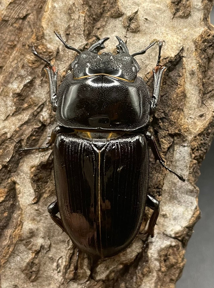 《オオクワガタ 能勢YG血統 76mm ペア》