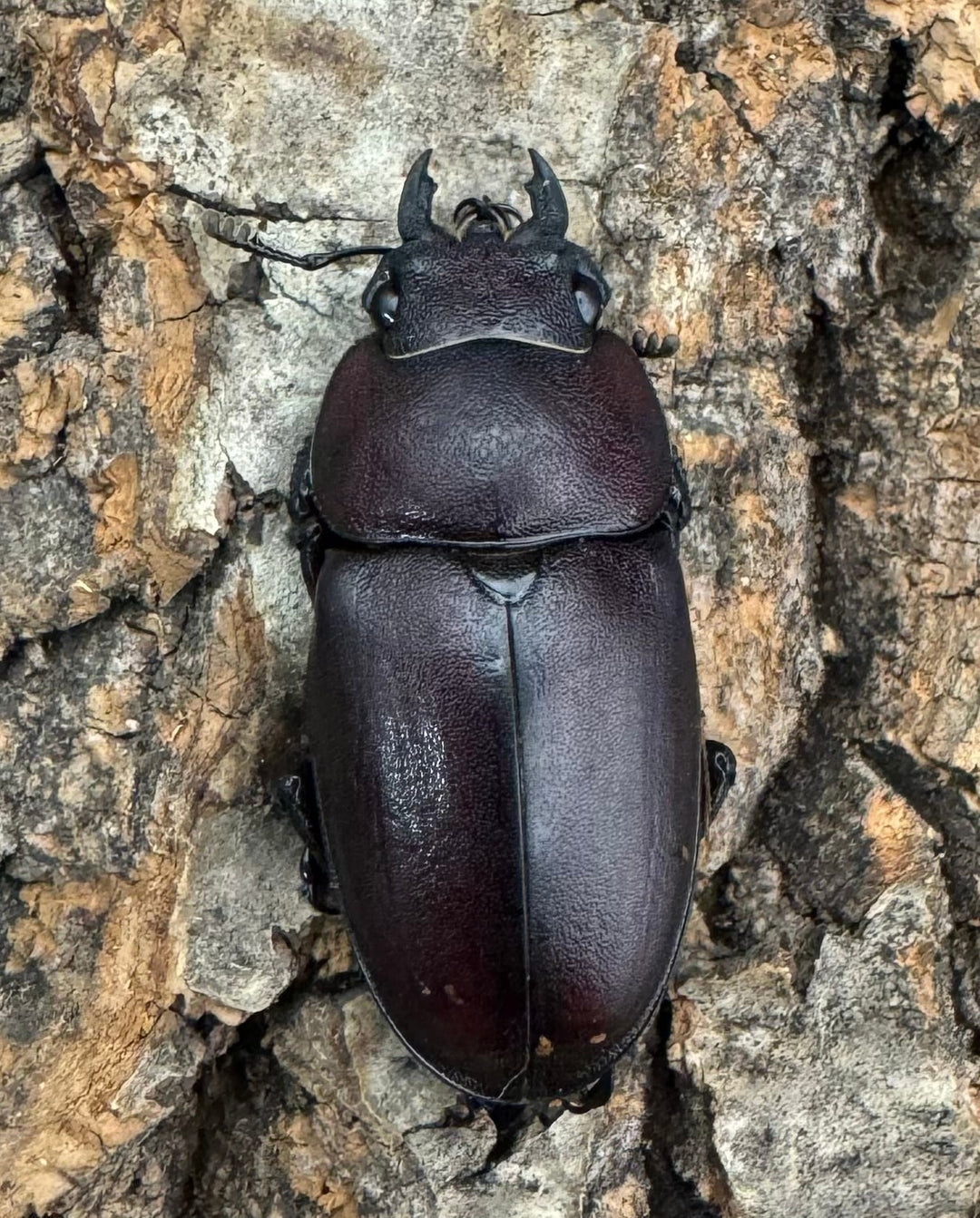 【WD】《ノコギリクワガタ 伊豆大島産 64mm ペア》