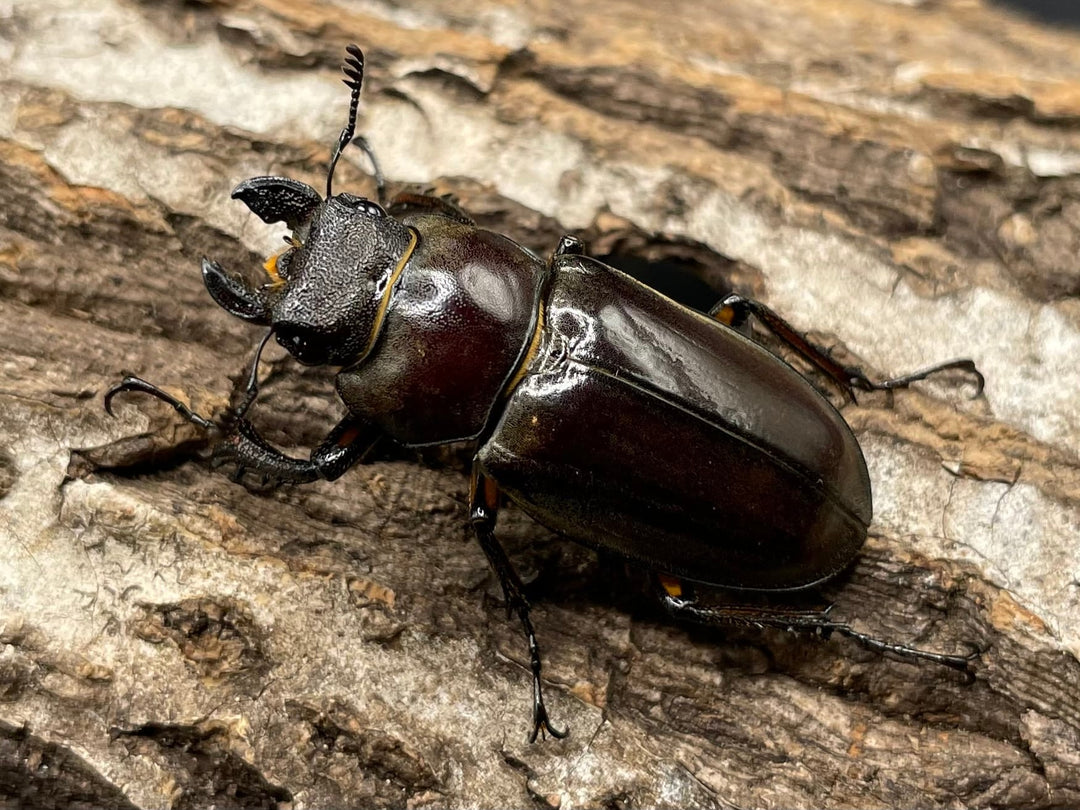 【WD】《ジュシャンミヤマ 49mm ペア》