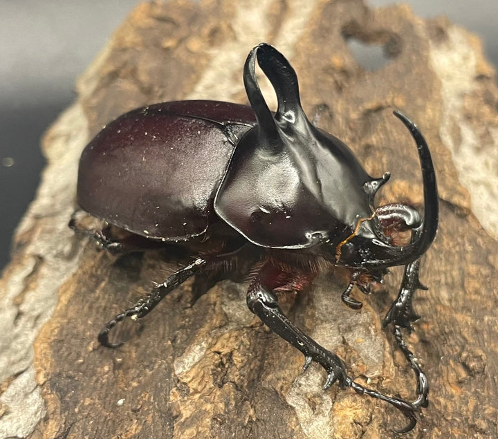 【WD】《ビルマニクス ゴホンツノ ペア》