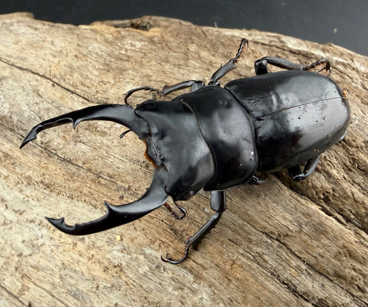 《ネパレンシス ランターン産 59mm ♂♀♀トリオ》