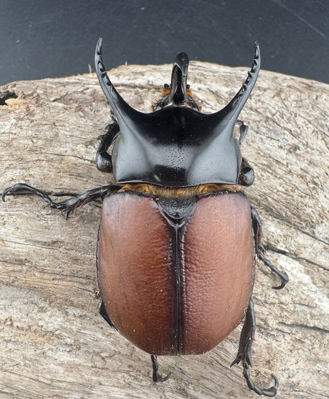 【WD】《サンボンヅノカブト 61mm ペア》