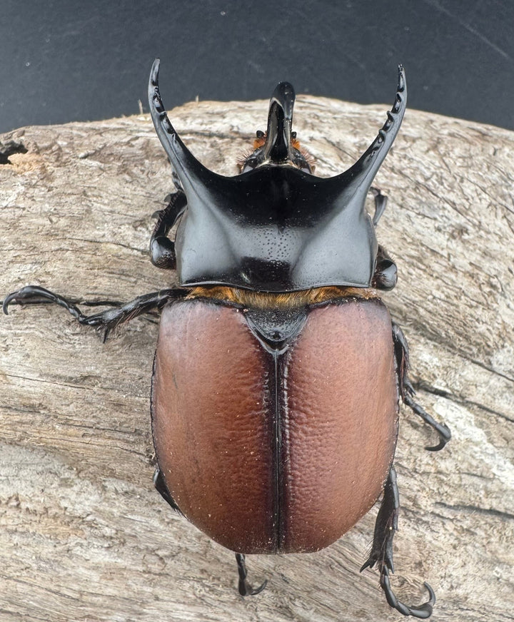 【WD】《サンボンヅノカブト 61mm ペア》