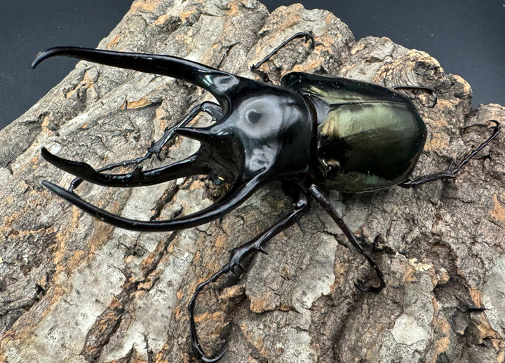 【WD】《ジャワコーカサスオオカブト 113mm A'品ペア》