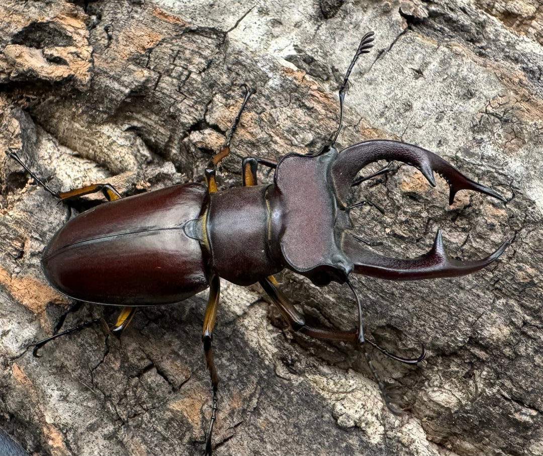 【WD】2018新種記載《ジュシャンミヤマ 54mm ペア》