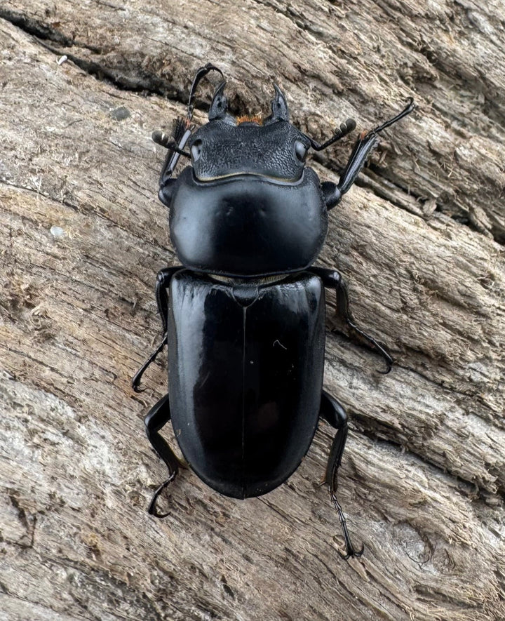 【WD】《セメノウコクワ 広西産 36.5mm ペア》