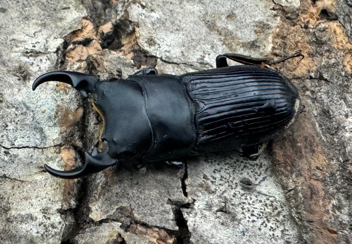 【F0】《カントンネブト Free A'品ペア》