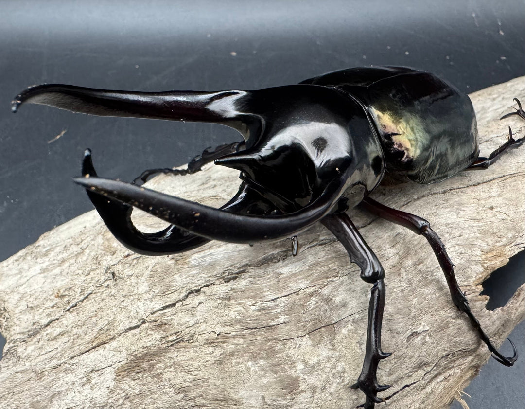 【WD】《ジャワコーカサスオオカブト 110mm A'品ペア》