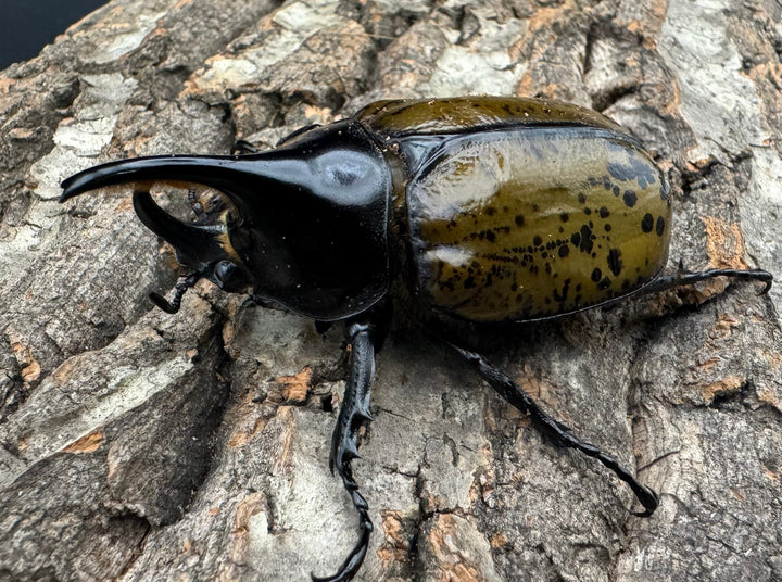 【WF2】《モロンオオカブト 71.5mm ペア》