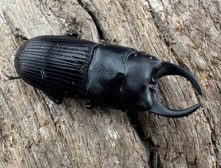 【WD】レア種《ミンダナオネブト 25mm ペア》