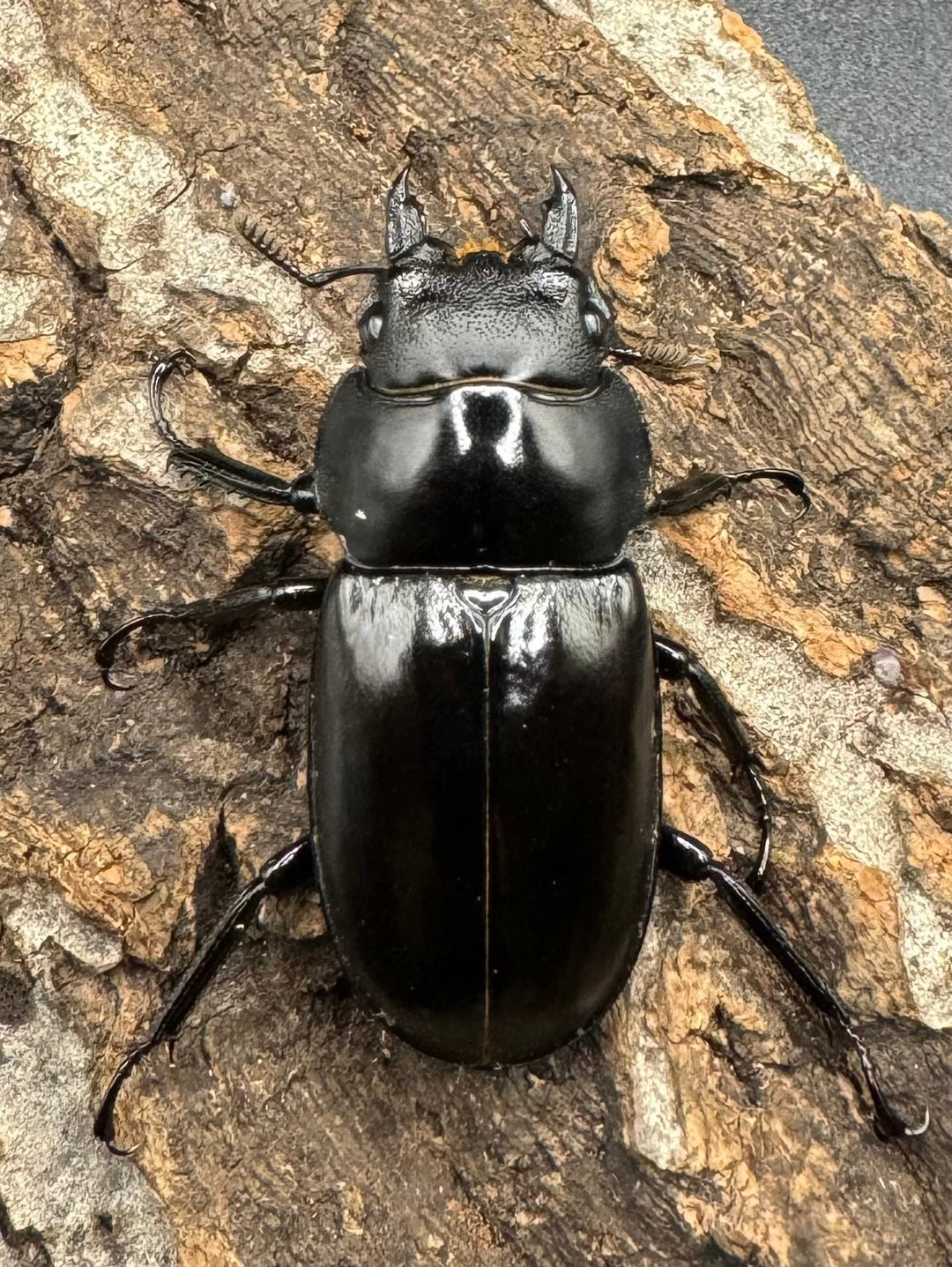 《フォルスターフタマタ亜種ニシ 紅系累代 72mm ペア》inohiro109氏ブリード個体