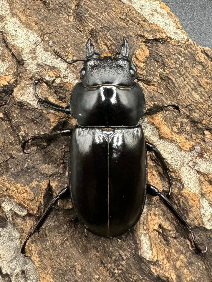 《フォルスターフタマタ亜種ニシ 紅系累代 72mm ペア》inohiro109氏ブリード個体