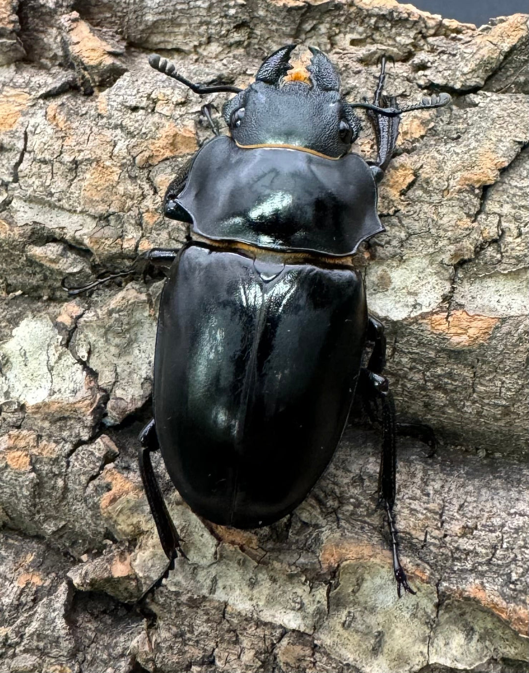 【WD】大型《ミンダナオアルケスツヤクワガタ 93.5mm A’品ペア》