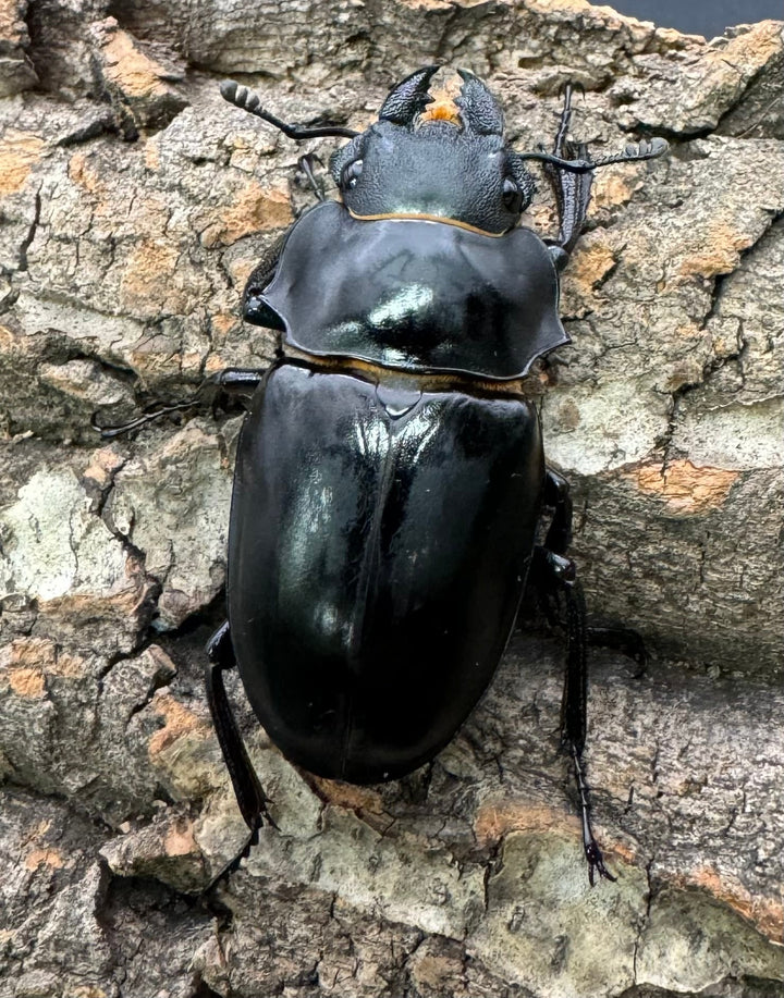 【WD】大型《ミンダナオアルケスツヤクワガタ 93.5mm A’品ペア》