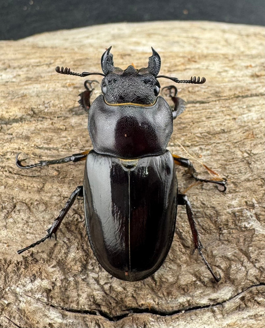 【WD】《ミヤマクワガタ 山梨県産 62mm ペア》