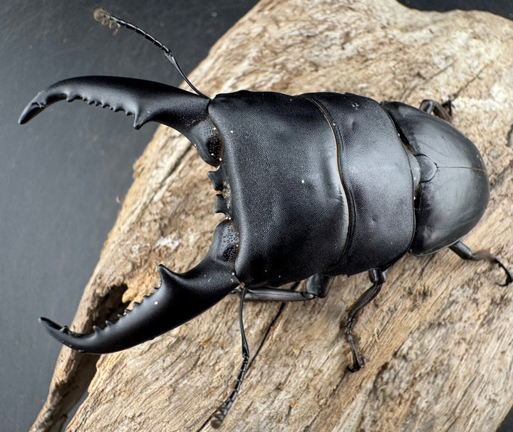 【WD】《ベトナムヒラタ 海南省産 75.5mm ペア》