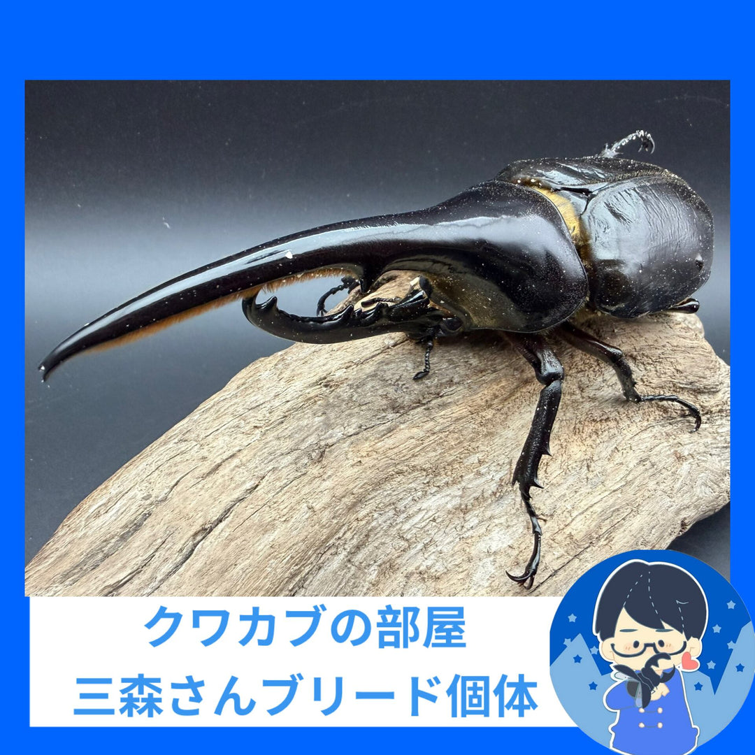 《ヘラクレス・ヘラクレス 147mm ペア》クワカブの部屋三森氏ブリード個体