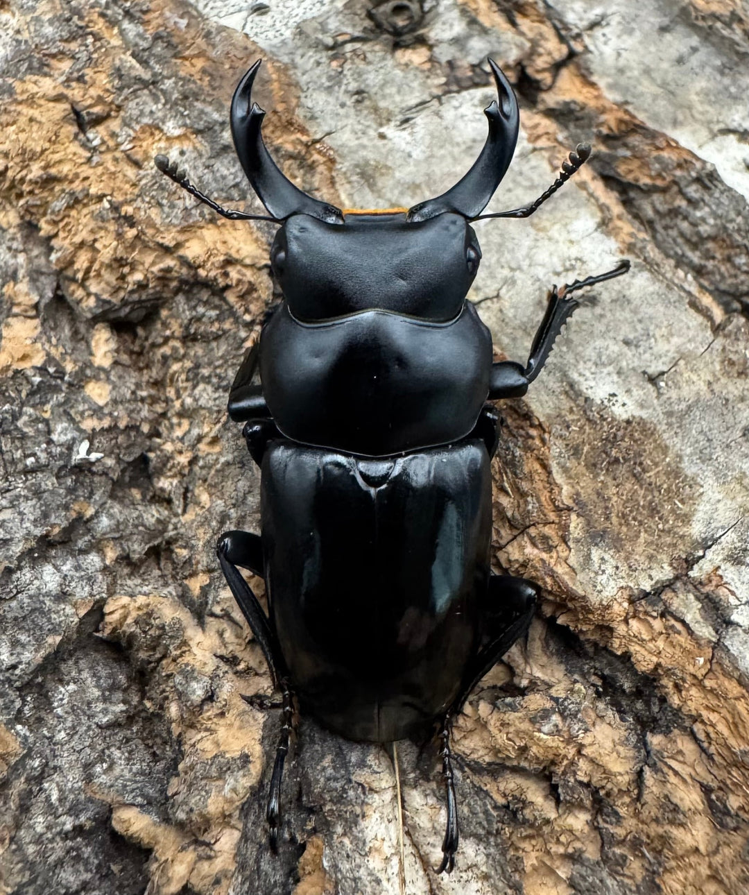 【WD】《シネンシスコクワ ssp. 怒江亜種 36mm ペア》