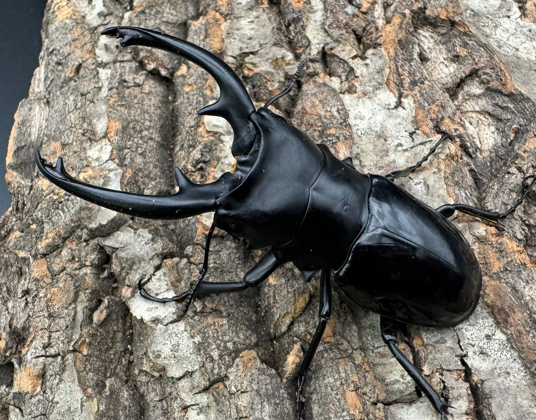 【WD】《インターメディアツヤクワガタ 87mm ペア》