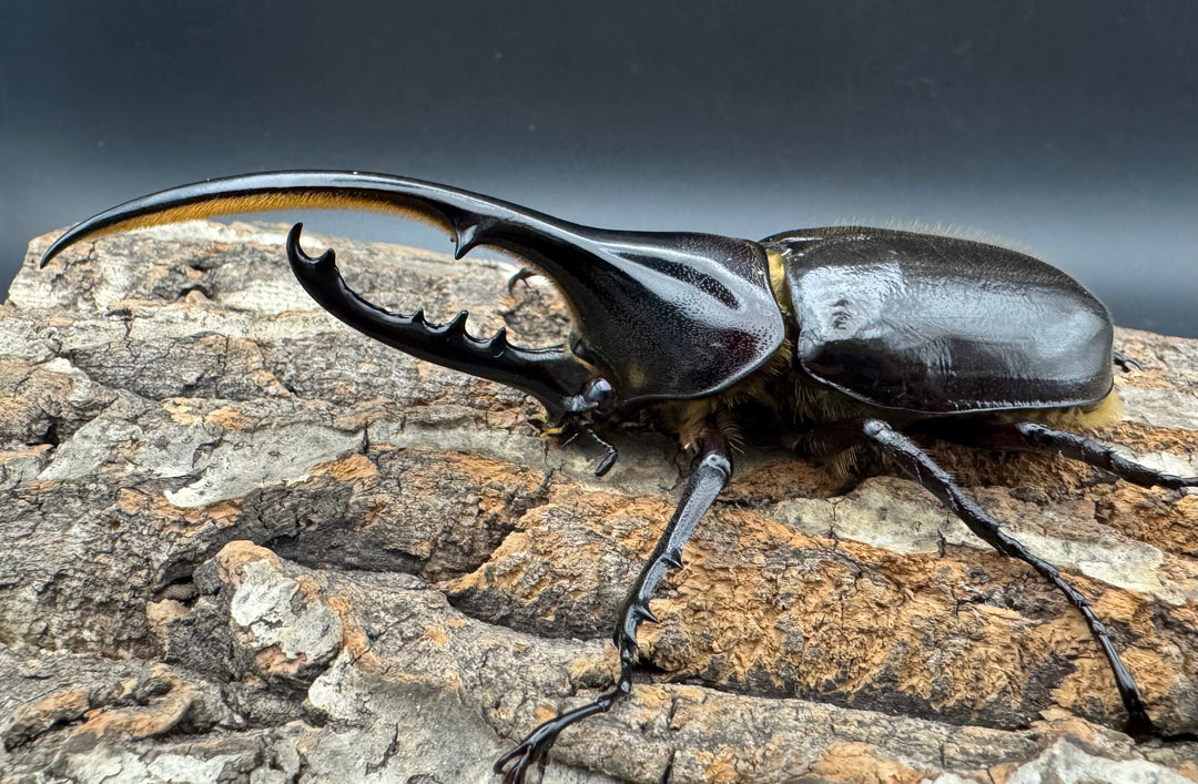 《ヘラクレス・ヘラクレス 122mm ペア》