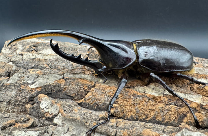 《ヘラクレス・ヘラクレス 122mm ペア》